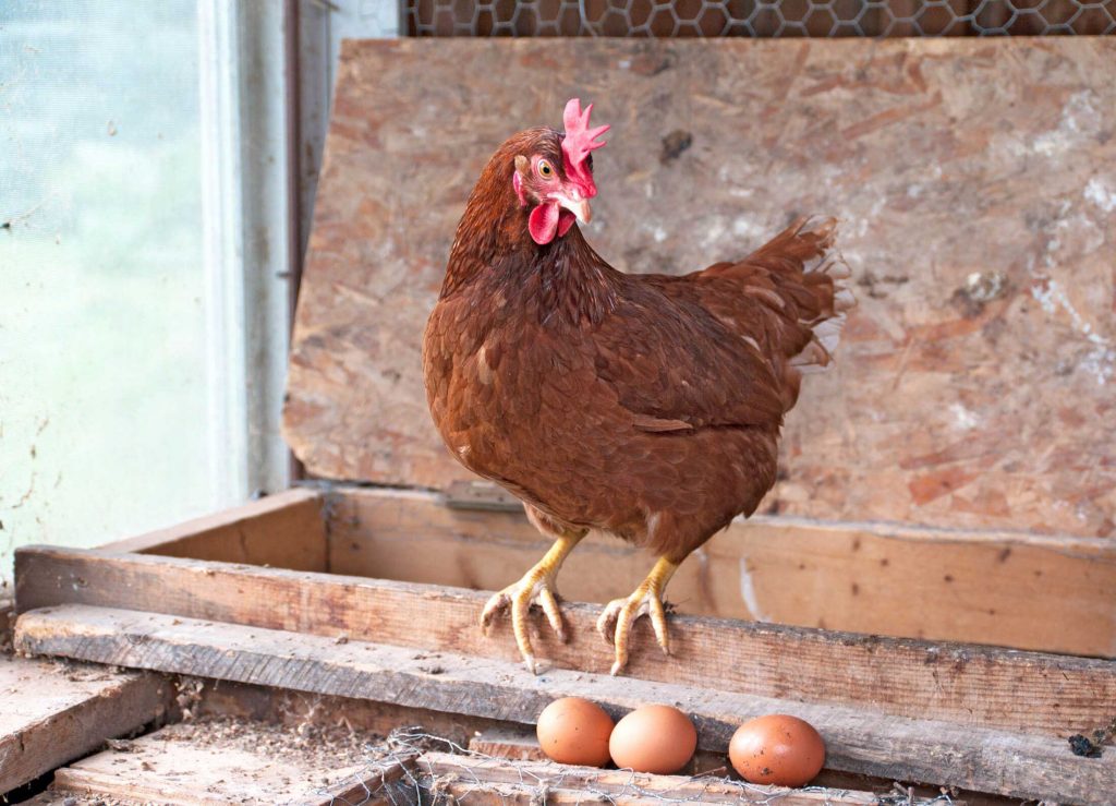 مرغ تخمگذار ایرانی - سپید طیور